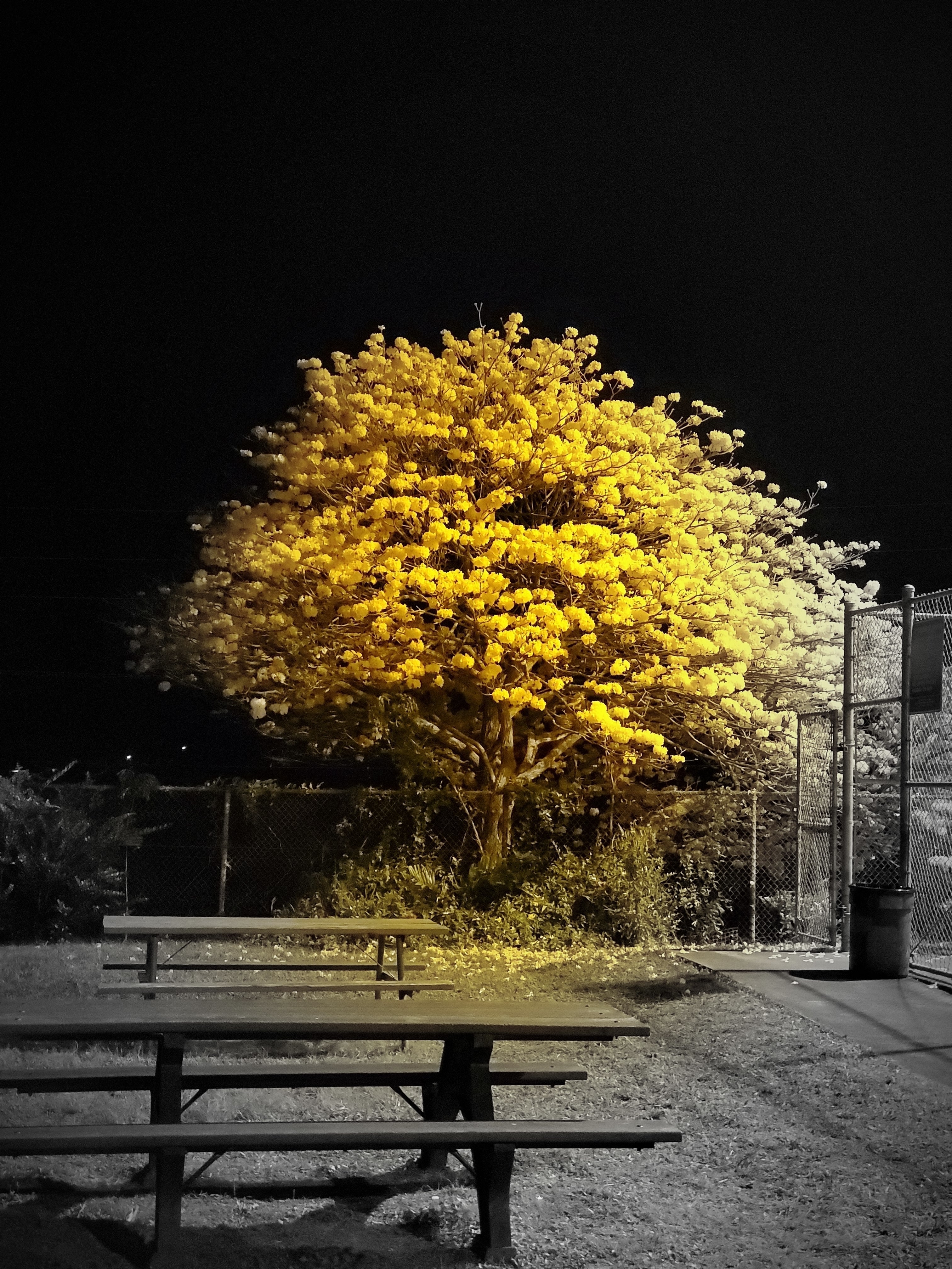 Cordyceps: Natures Energy Booster