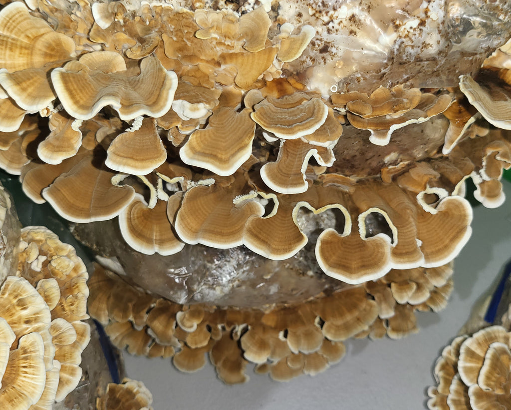 Turkey Tail Dual Extraction image 5