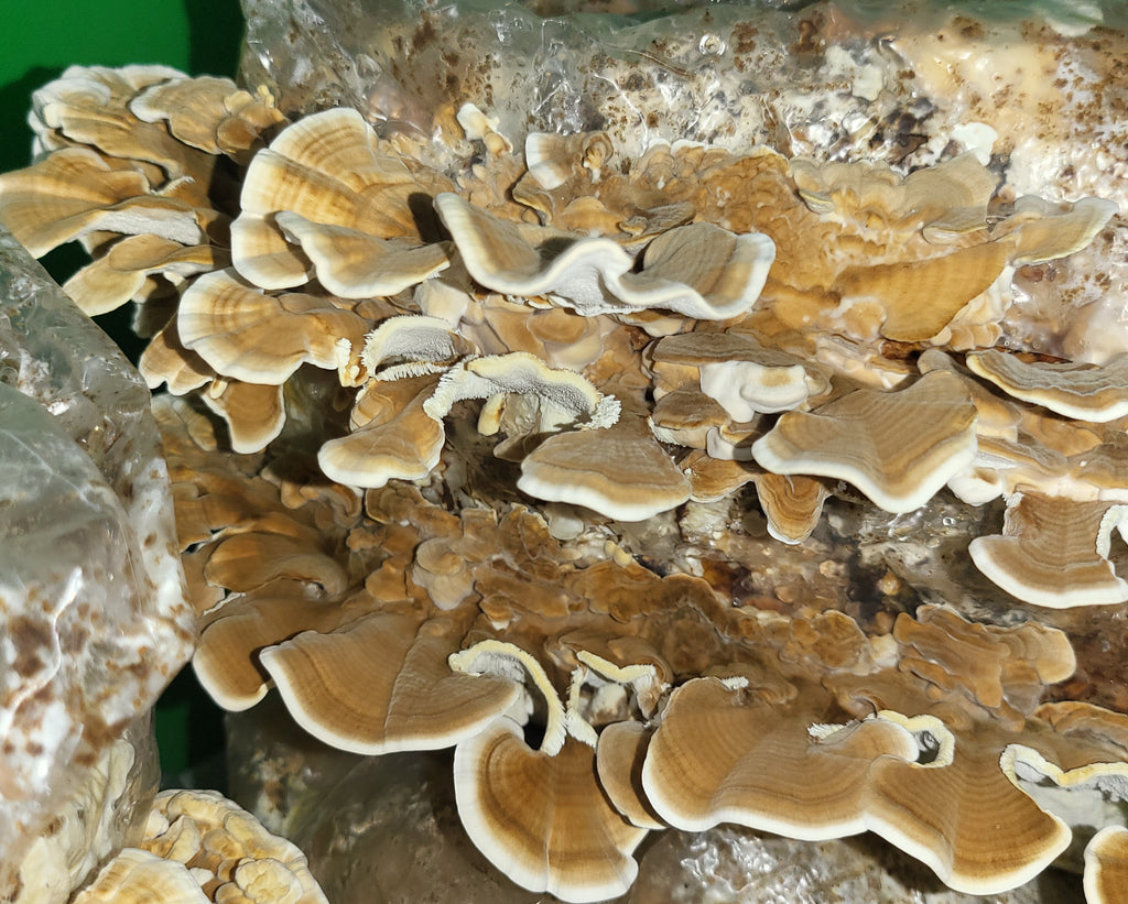 The Apex Collection Bundle