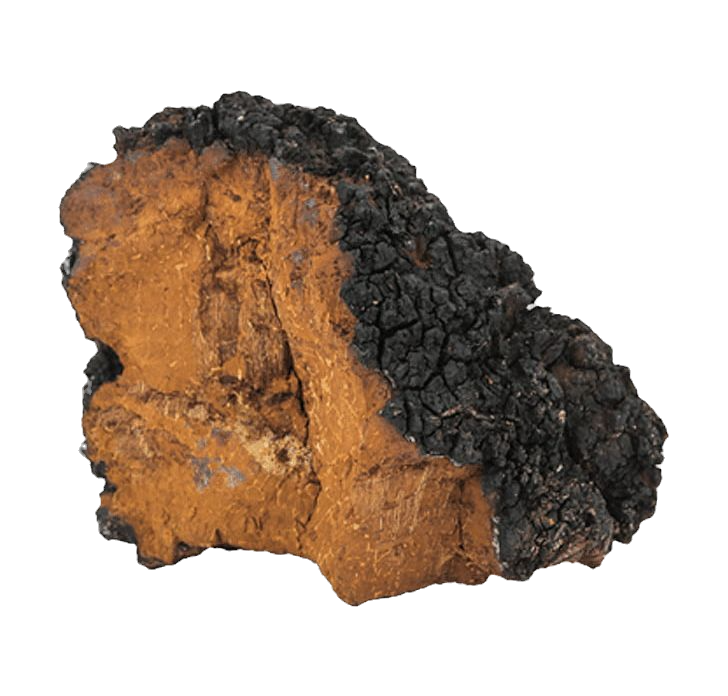 Chaga Dual Extraction Tincture image 5