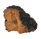 Chaga Dual Extraction Tincture image 5