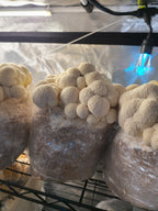 Lion's Mane Dual Extract Tincture image 4