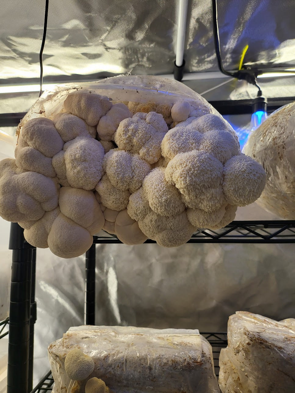 The Apex Collection Bundle