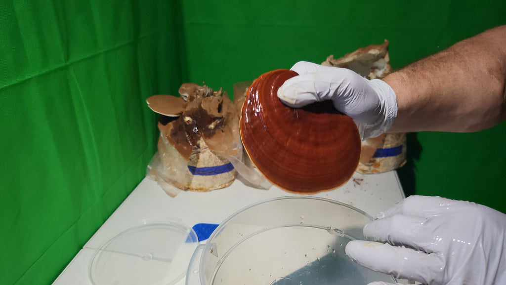 Red Reishi Dual Extract Tinctures image 3