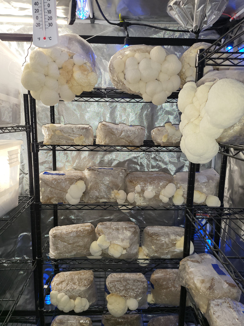 Lion's Mane Dual Extract Tincture image 5