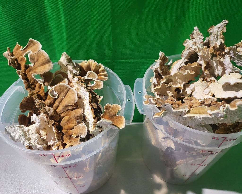 Turkey Tail Dual Extraction image 6