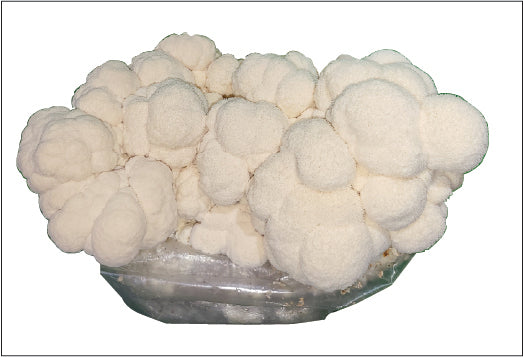 Entrepreneur's Edge Bundle