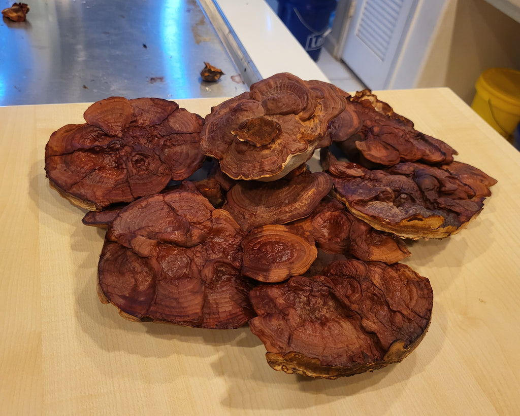 Warrior's Defense Bundle