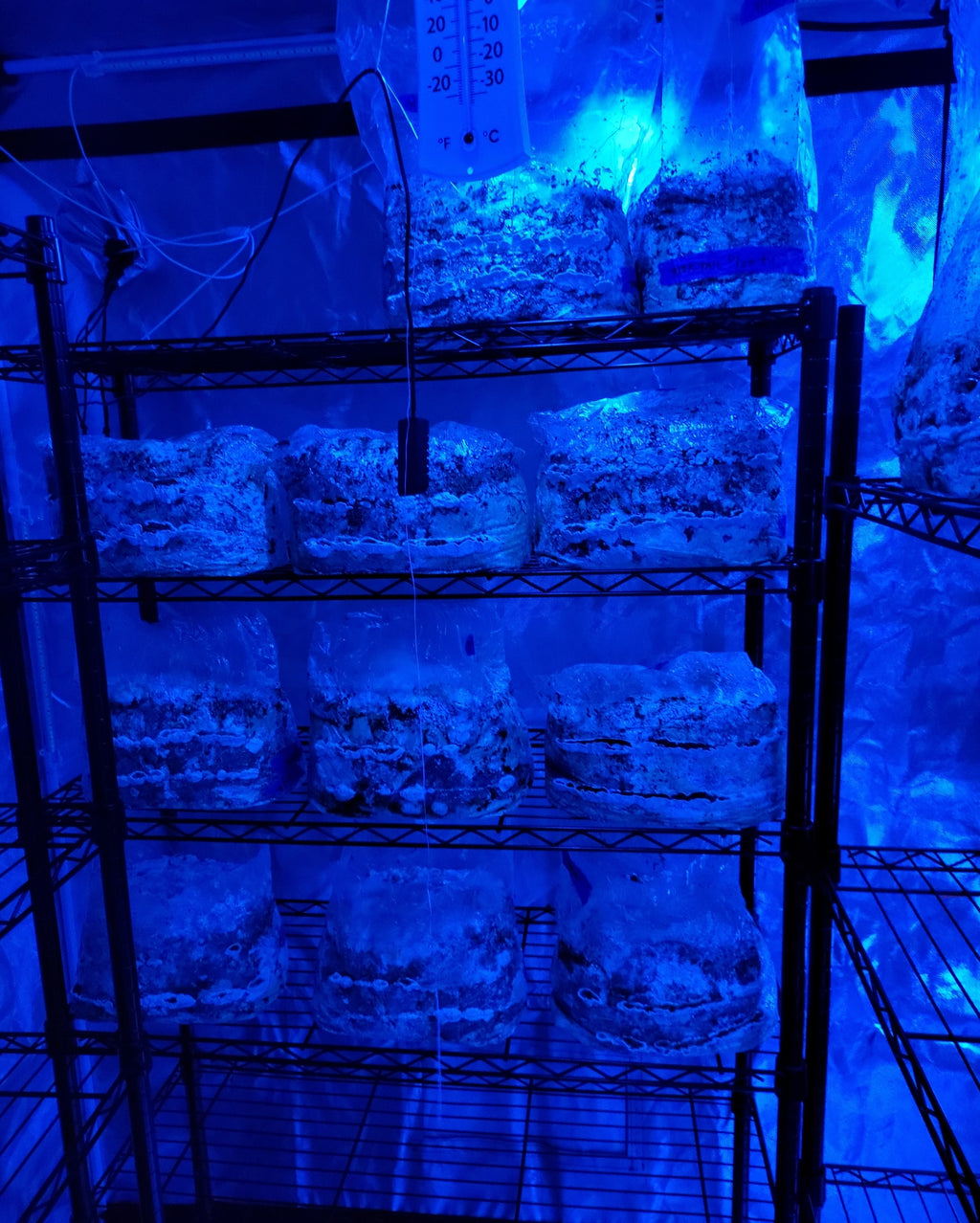 Turkey Tail Dual Extraction image 4