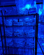 Turkey Tail Dual Extraction image 4