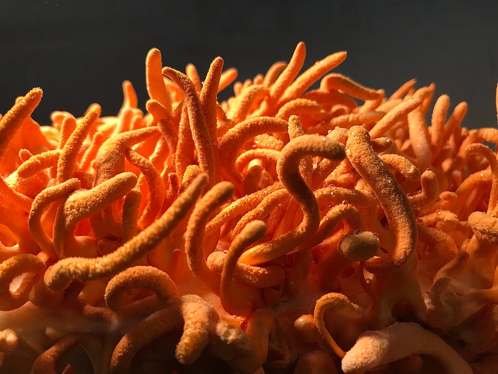 Cordyceps Dual Extraction Tincture