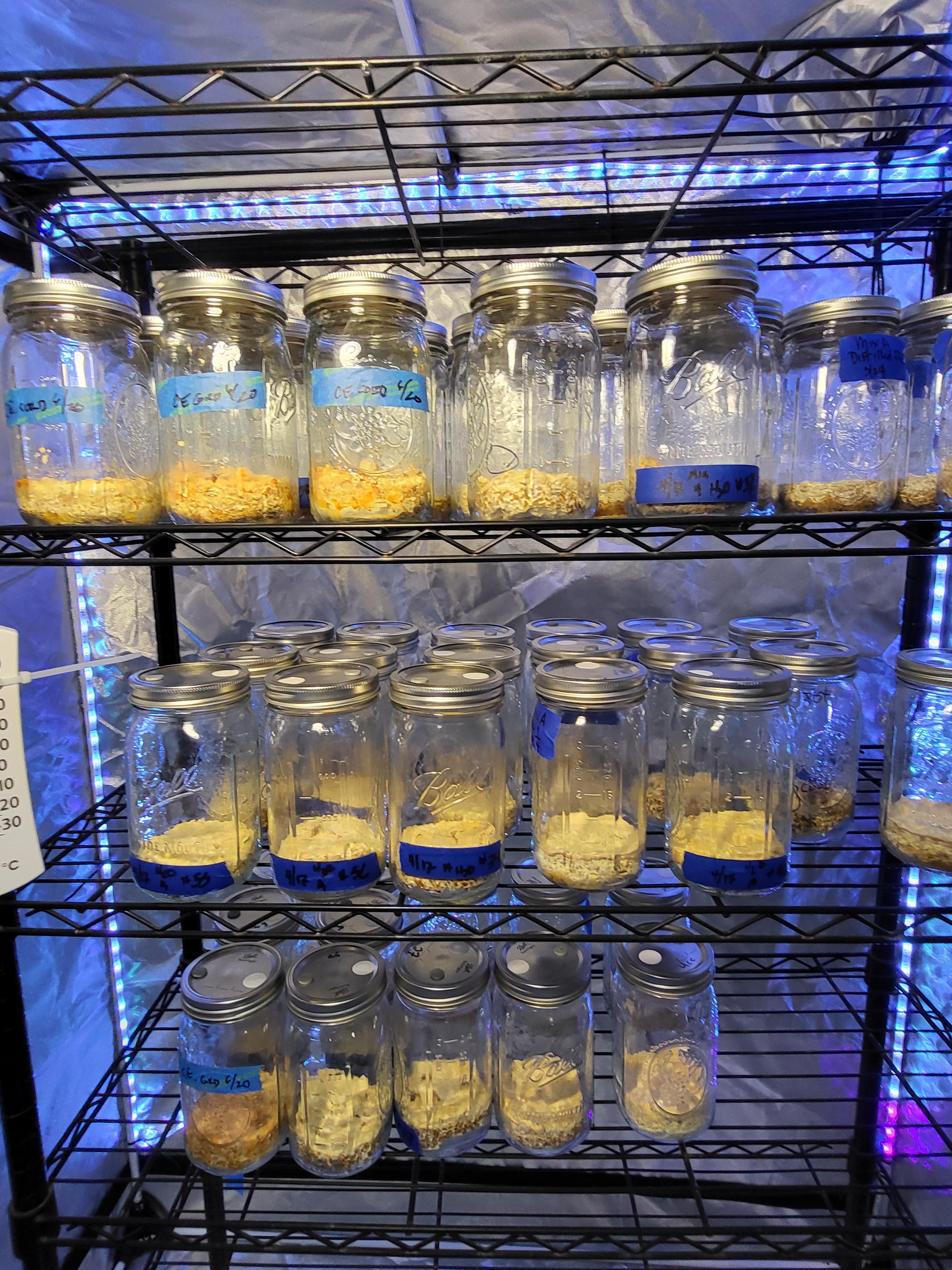 Cordyceps Dual Extraction Tincture